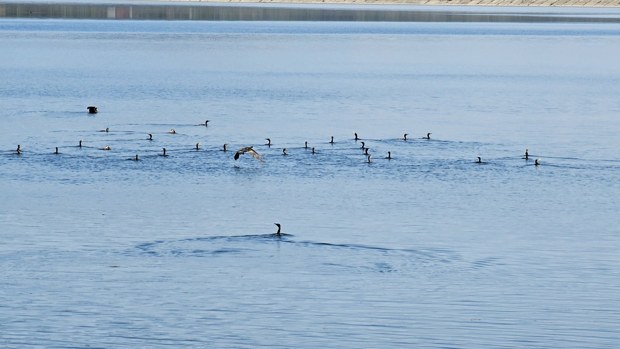 Lacul Vâlcele